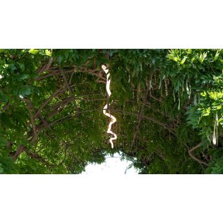 Artemide La Linea Suspension Lamp - Image 6